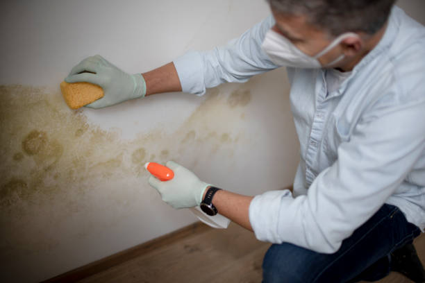 Best Fast Mold Removal  in Lexington, NE